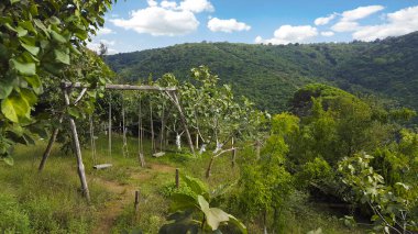 Yeşiller boş hızıyla.