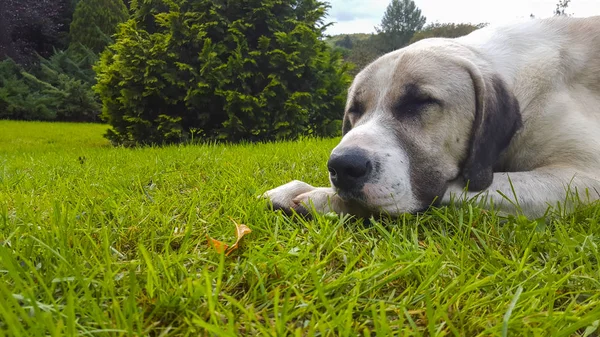 köpek çimlerin üzerine