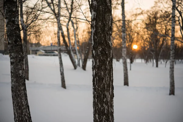 Winter. Sunset. Snow. Birches.