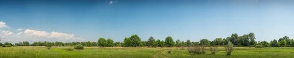 Panorama. Yeşil çayır. Ukraynalı bozkır. Yaz.