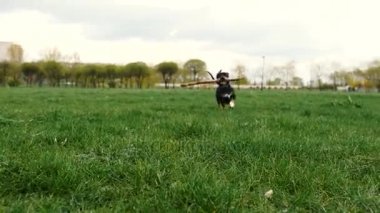 Köpek oyun sopa ile