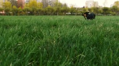 Köpek oyun sopa ile