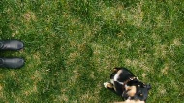 Köpekler sopa ile oynamak