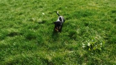  Dachshund bir sopa taşıyor