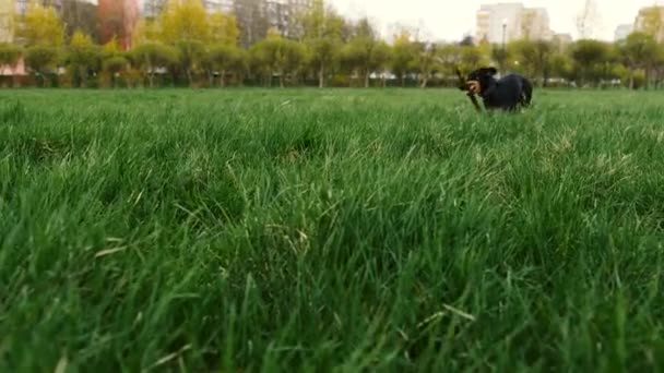 Hond spelen met stok — Stockvideo