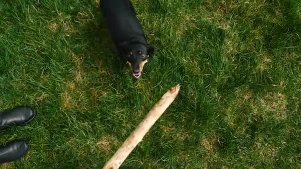 Dachshund play with stick — Stock Video