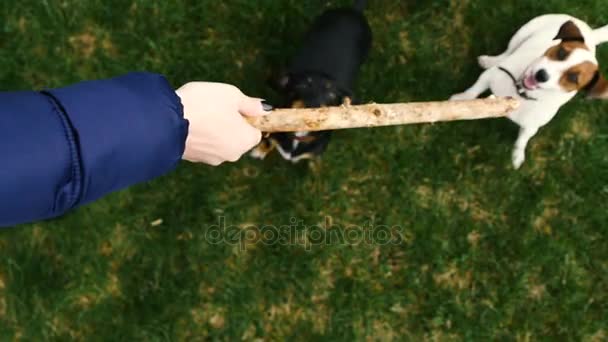 Los perros juegan con palo — Vídeo de stock
