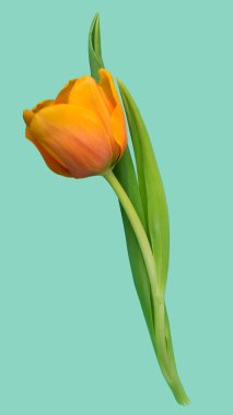 Lale tek yaşayan güzel güzel ihale bitki izole çiçek