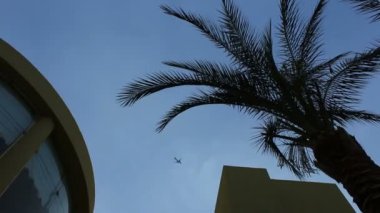 Bir görünümü ile bir palmiye ağacının yaprakları mavi gökyüzünde uçan bir uçakta. Sarı binanın üzerinde uçak uçar.