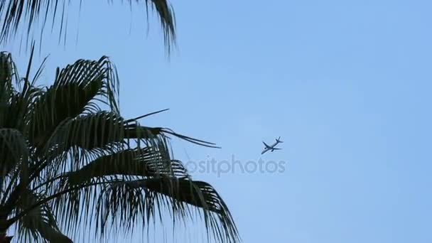 Bir görünümü ile bir palmiye ağacının yaprakları mavi gökyüzünde uçan bir uçakta. Sarı binanın üzerinde uçak uçar. — Stok video