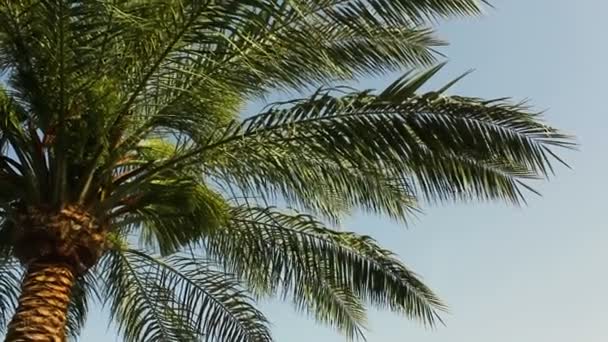 Grandes folhas verdes de uma palmeira balançam do vento contra um céu azul claro. A beleza da natureza intocada . — Vídeo de Stock