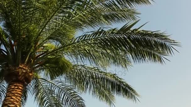 De grandes feuilles vertes d'un palmier oscillent du vent contre un ciel bleu clair. La beauté d'une nature intacte .