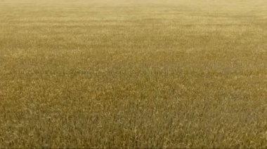 Buğday alanı en iyi edersiniz. Kamera ileri spikelets uçar ve sonra durur. Tahıl ürünleri hasat Rüzgar sallıyor.