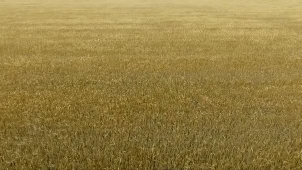 麦田顶上的景色。摄影机在小穗上向前飞, 然后停下来。风摆动谷物收成. — 图库视频影像