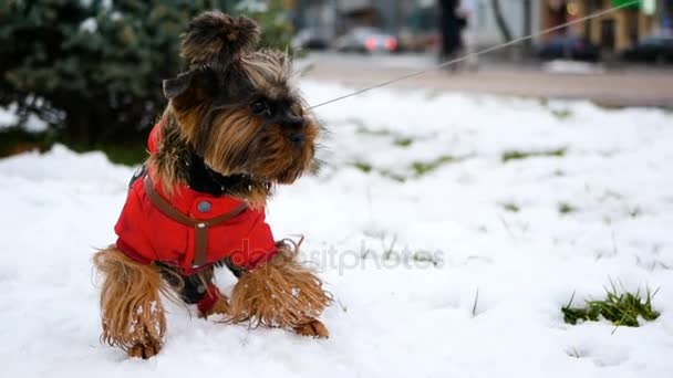 Un perro pequeño vestido con una chaqueta se para en la nieve y mira a la distancia. Casa mascota en un paseo de invierno . — Vídeos de Stock