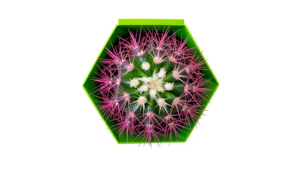 Tenceredeki kaktüs, koronavirüs molekülüne benzer..