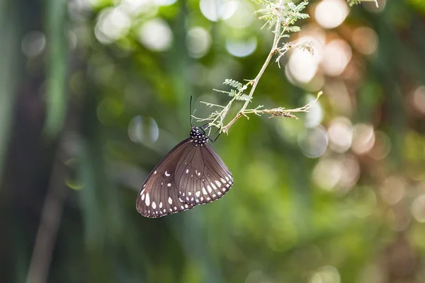 Plettet sort krage sommerfugl - Stock-foto