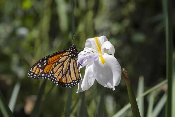 Papillon monarque sur iris sauvage blanc — Photo