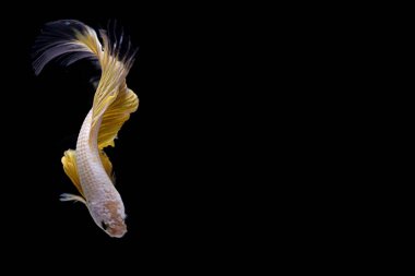 Siyam savaşçısı Balık. Siyah arka planda sarı renkli güzel hareketli beta balığı