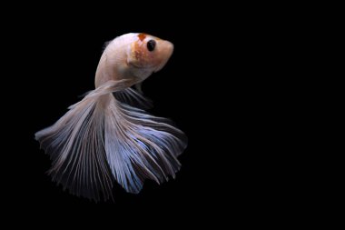 Siyam savaşçısı Balık. Siyah arka planda sarı renkli güzel hareketli beta balığı