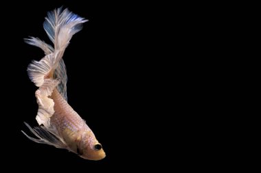 Siyam savaşçısı Balık. Siyah arka planda sarı renkli güzel hareketli beta balığı