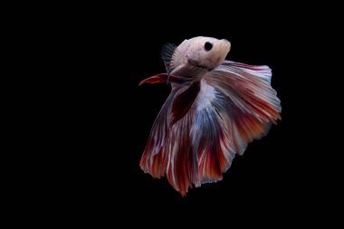 Siyam savaşçısı Balık. Siyah arka planda kırmızı ve pembe renkli güzel hareketli beta balığı