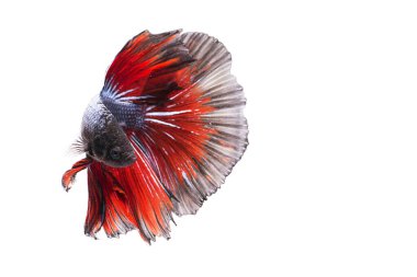 Siyam savaşçısı Balık. Beta balığı beyaz arka planda kırmızı renkte güzel bir hareketle