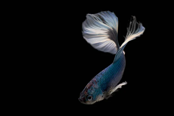 Siamês lutando contra peixes. Betta peixe em belo movimento com cor azul sobre fundo preto — Fotografia de Stock