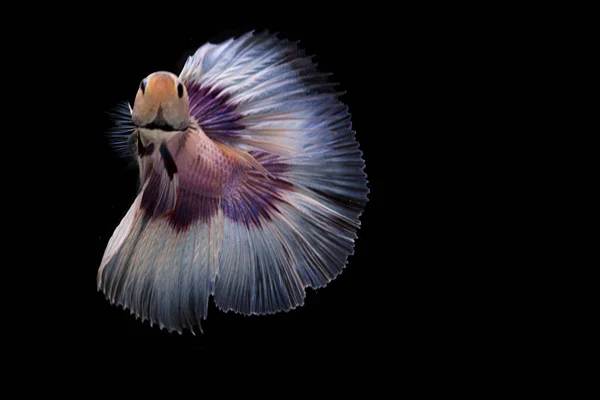 Siamois combattant des poissons. Betta poisson en beau mouvement avec une couleur blanche sur fond noir — Photo