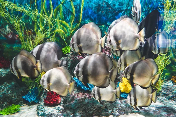 Langflossen-Fledermausfische schwimmen im Aquarium des Ozeans in phu quoc, Vietnam lizenzfreie Stockbilder