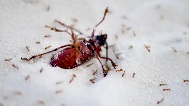 Czerwone mrówki zabijają wielkiego owada na białym piasku w pobliżu plaży. Śmiertelna natura wokół — Wideo stockowe