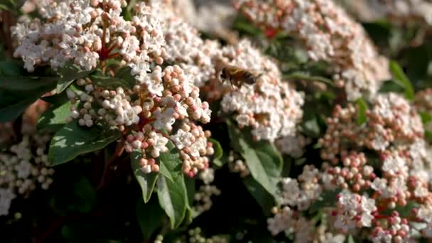 한 마리의 벌 이 대낮에 꽃에서 꿀을 찾고 있습니다. 봄이 오고 있어. — 비디오
