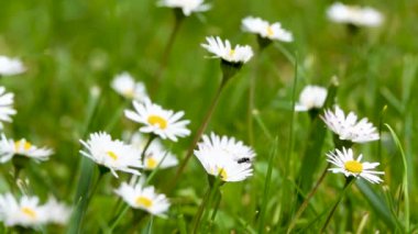 Parktaki beyaz papatya çiçeğinin üzerinde bal arısı uçar. Bahar doğada ağır çekimde geliyor..