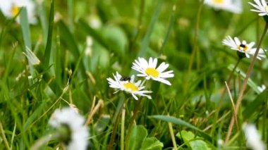 Parktaki beyaz papatya çiçeğinin üzerinde bal arısı uçar. Bahar doğada ağır çekimde geliyor..