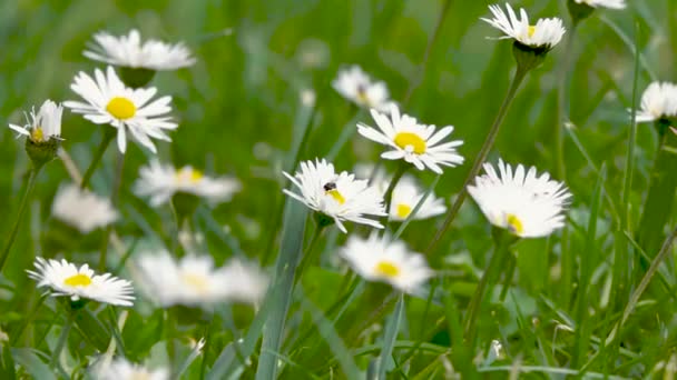 Honingbij Vliegen Witte Madeliefjesbloem Het Park Lente Komt Natuur Slow — Stockvideo