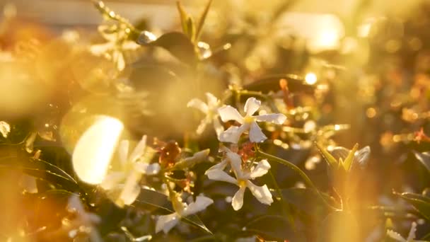 Цветочный сад под лучами солнца после утреннего дождя. Летняя природа . — стоковое видео