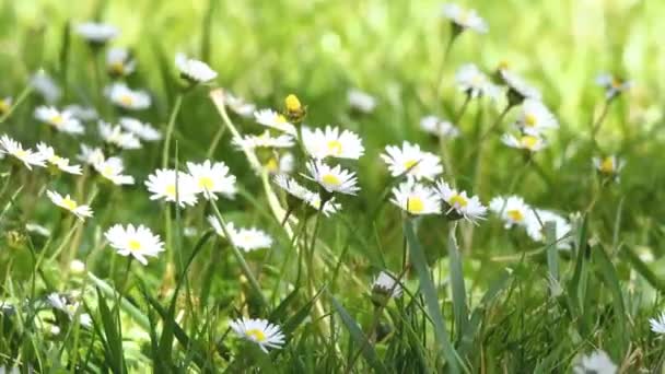 Pszczoła miodna lata na białym kwiatku stokrotki w parku — Wideo stockowe