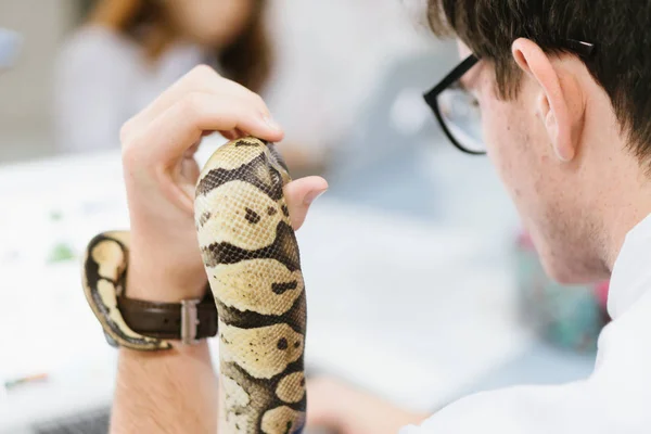 Młody student trzymający węża z bliska na zajęciach z biologii. Studiować dzikie zwierzę w szkole — Zdjęcie stockowe