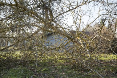 Fırtına kasırga ağaç hissettim