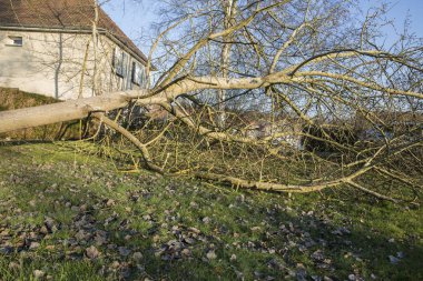 Storm cyclone tree felt clipart