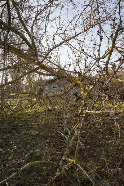 Storm cyklon trädet kände — Stockfoto