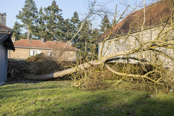 Storm cyklon trädet kände — Stockfoto