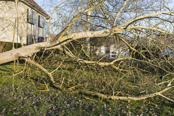 Sturm-Zyklon Baum gefühlt — Stockfoto