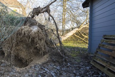 Fırtına kasırga ağaç hissettim