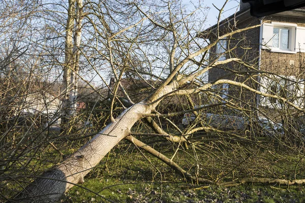 Storm cyklon trädet kände — Stockfoto