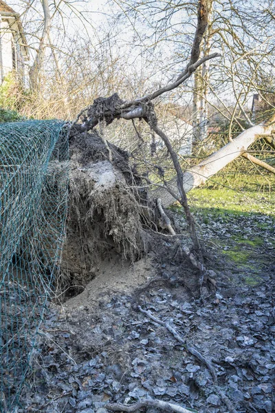 Sturm-Zyklon Baum gefühlt — Stockfoto