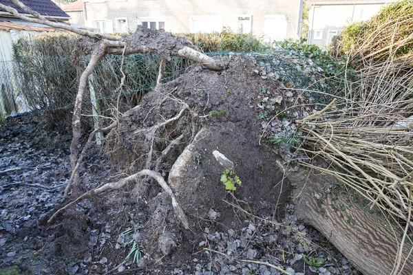 stock image Storm cyclone tree felt