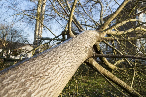 Sturm-Zyklon Baum gefühlt — Stockfoto