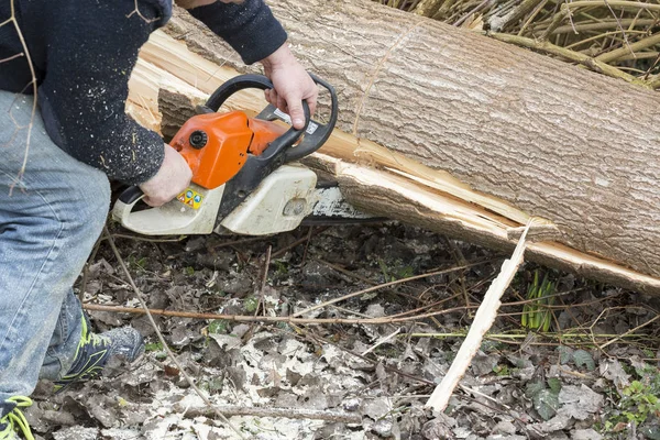 Hombre con motosierra cortando el árbol — Foto de Stock