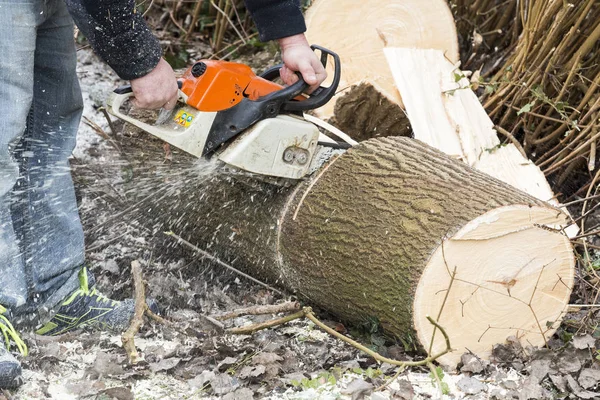 Mann mit Kettensäge sägt Baum um — Stockfoto